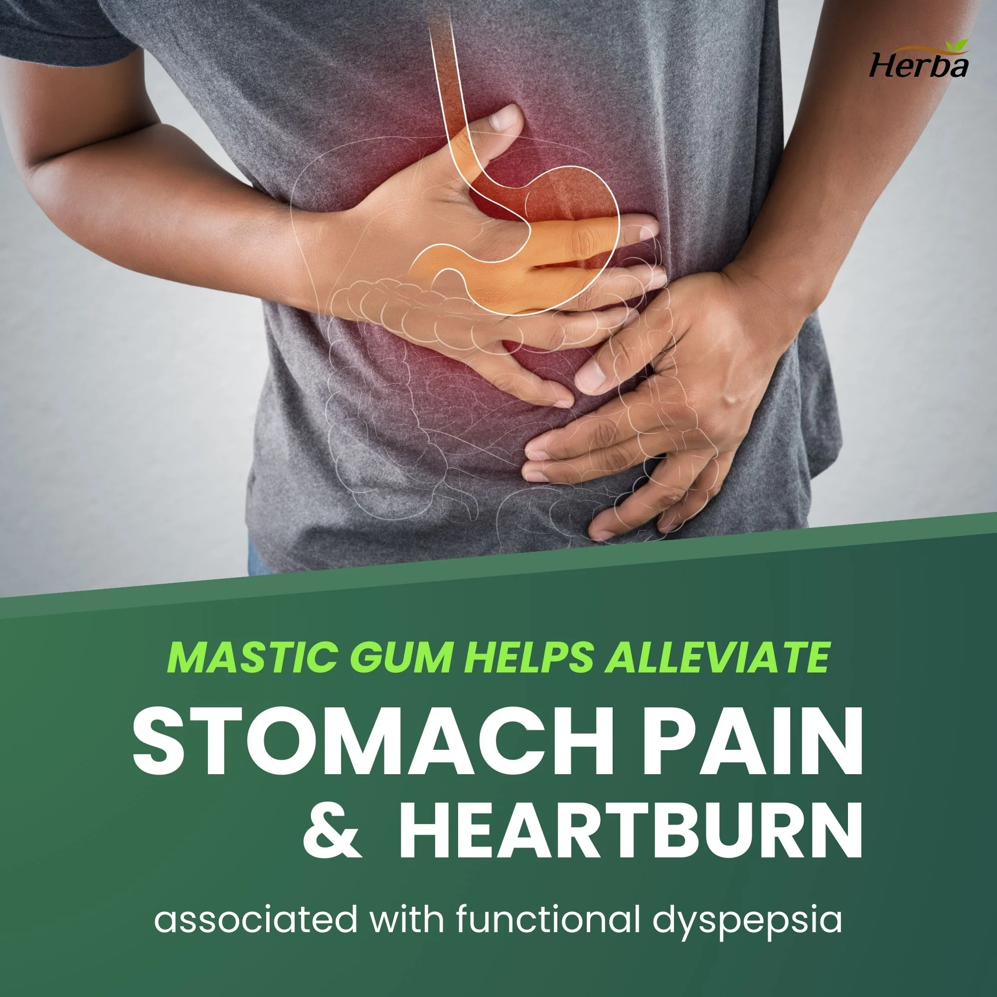 Mastic Gum 500mg - 120 Capsules | Made in Canada - Image 4