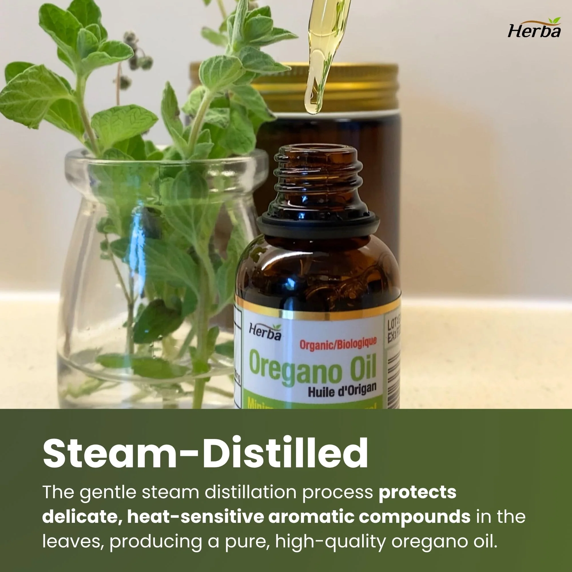 Organic Oregano Oil Drops - 30mL - Image 6