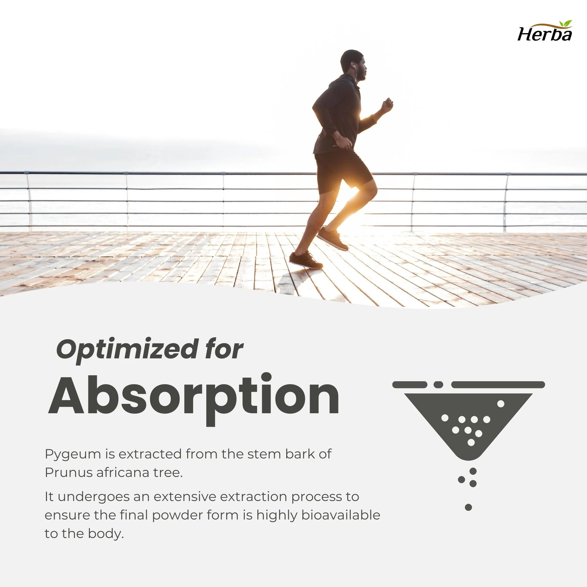 Pygeum Supplement 200mg – 100 Capsules | Made in Canada - Image 9